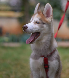 Service Dog Public Access Test