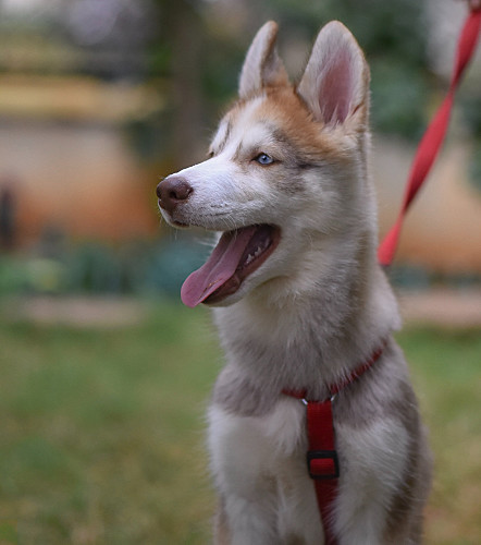Service Dog Public Access Test