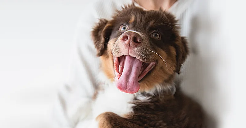 service dog for anxiety and depression puppy