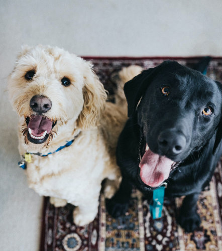 Service Dog vs Emotional Support Dog