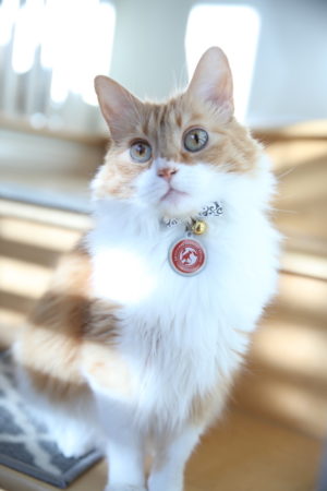 Emotional Support Animal Tag by Service Dog Certifications