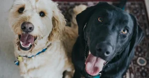 Is an Emotional Support Animal the Same as a Service Dog?