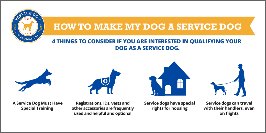 How To Register Your Dog As A Service Dog In Colorado