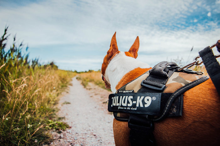 A registered service dog in Colorado can perform their duty with fewer interruptions.