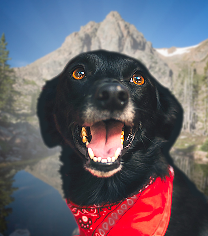 How to Register a Service Dog in Colorado