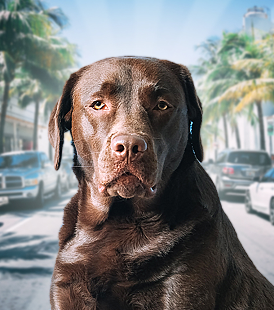 How to Register a Service Dog in Florida