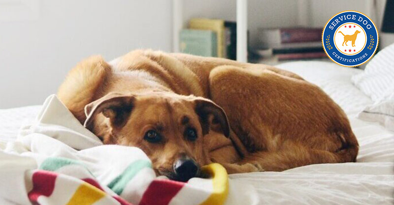 Service animals in best sale apartments