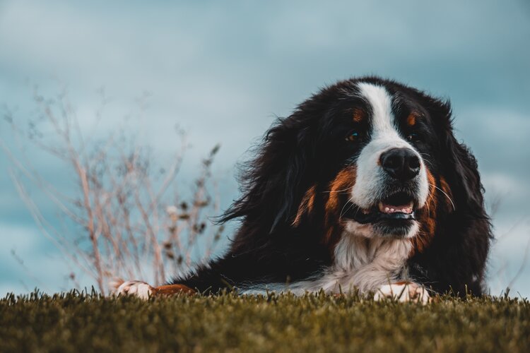 Bernese Mountain Dog.