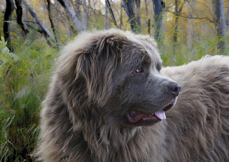 Newfoundlands are gentle giants that can support larger humans.