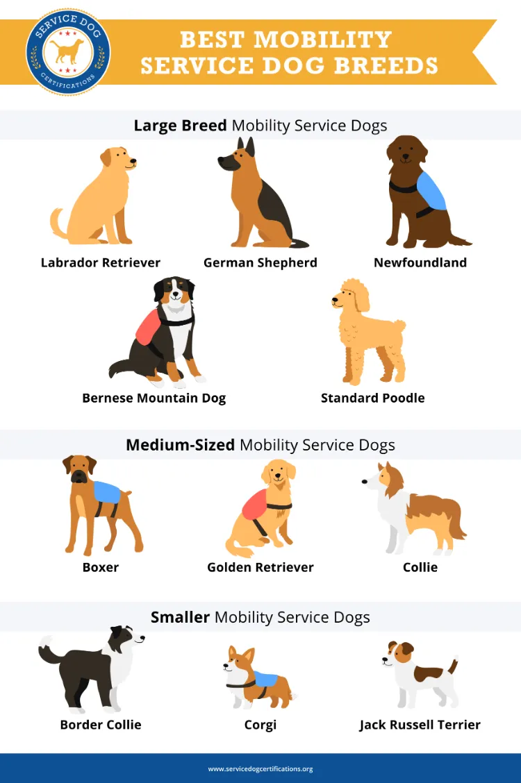 Best Mobility Service Dog Breeds - Infographic