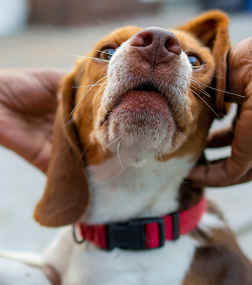 do therapy dogs actually work