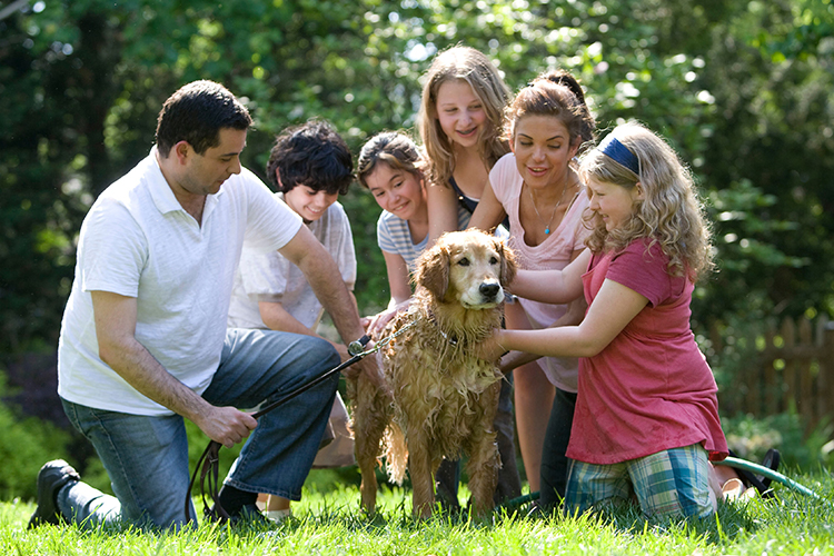 A therapy dog seeks to interact with other people to give them comfort and joy.