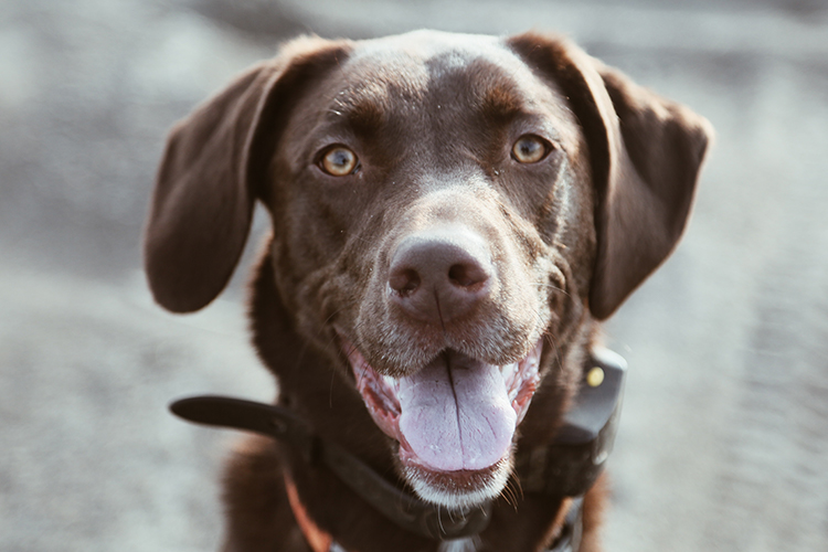 The intelligent Labrador Retriever is all around a perfect mobility service dog.