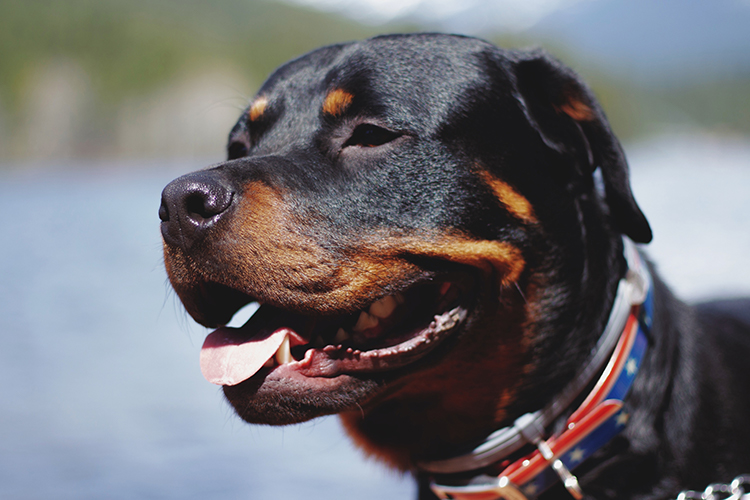 With their strength and loyalty Rottweilers make great mobility service dogs.  