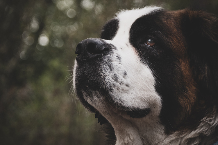 The St. Bernard is a gentle, strong giant and eager to work as a mobility service dog.