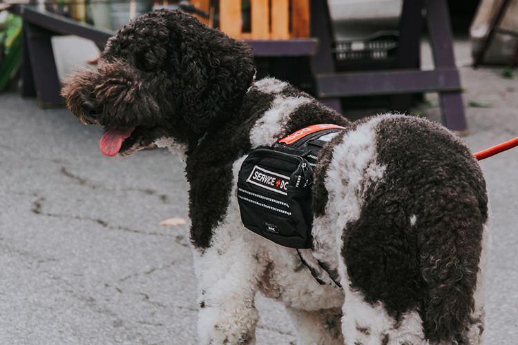 A service dog can assist individuals with a qualifying disability in all public areas.