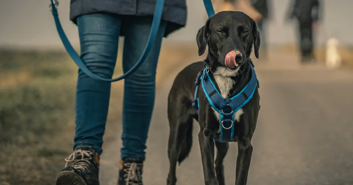 Why You Can’t Pet a Service Dog