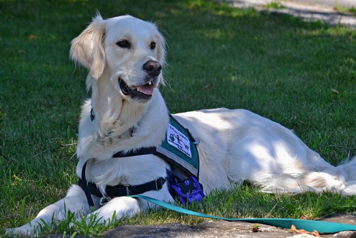 The size of the mobility service dog depends on the tasks they will need to perform in order to help their owner overcome the hardship of the disability. - ServiceDogCertifications
