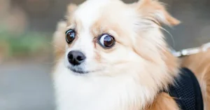 Complete Checklist of Stress Signs for Service Dogs