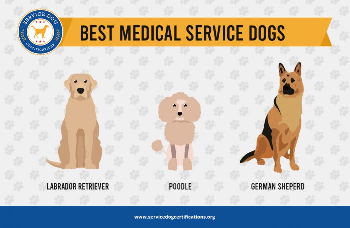 Best Medical Service Dogs - Infographic - ServiceDogCertifications