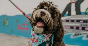 Florida Service Dog Requirements