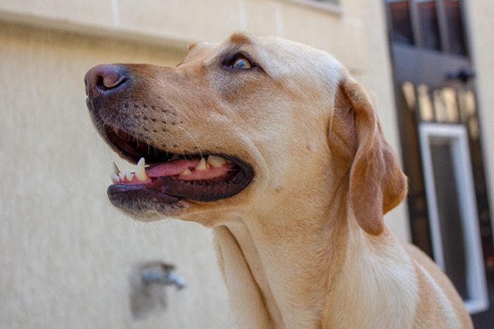 Labrador Retrievers are all around great dogs and can be trained to become any type of service dog, including a medical service dog. -  ServiceDogCertifications