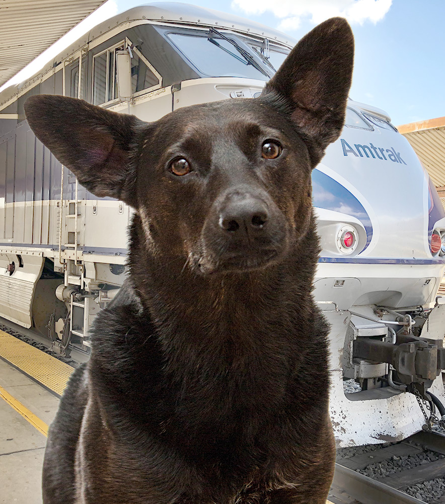 Can I take a service dog on Amtrak - ServiceDogCertifications