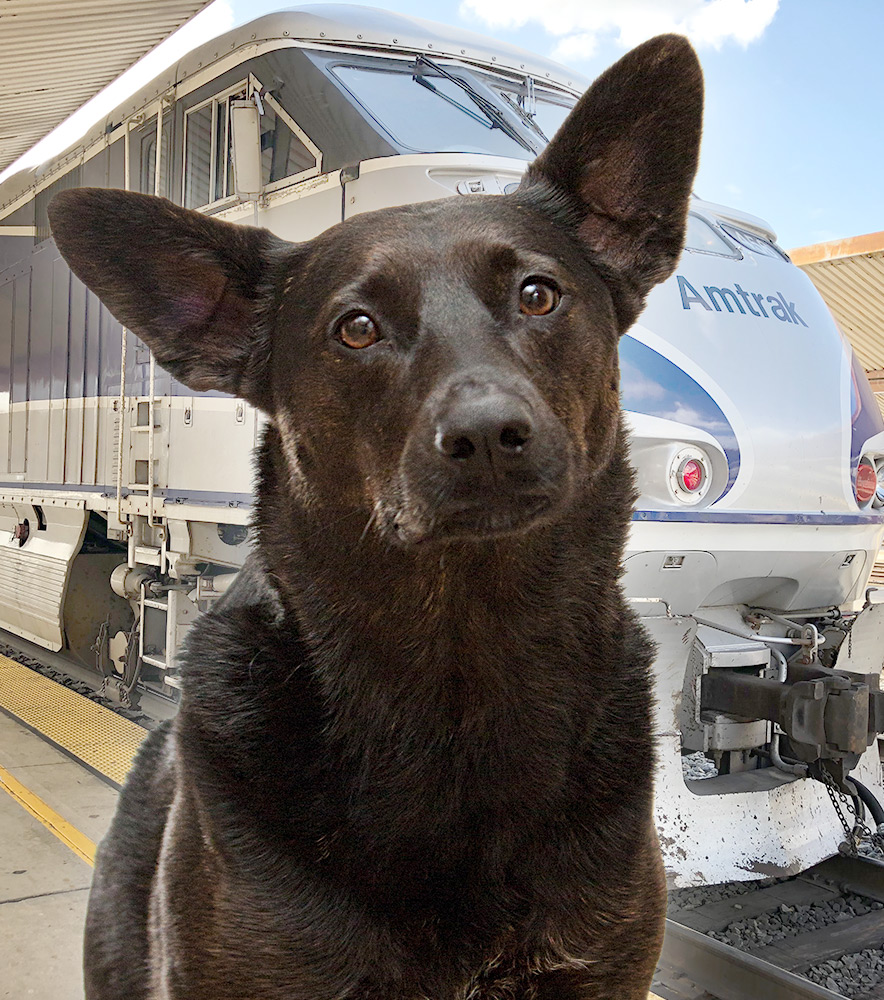 are dog allowed on amtrak