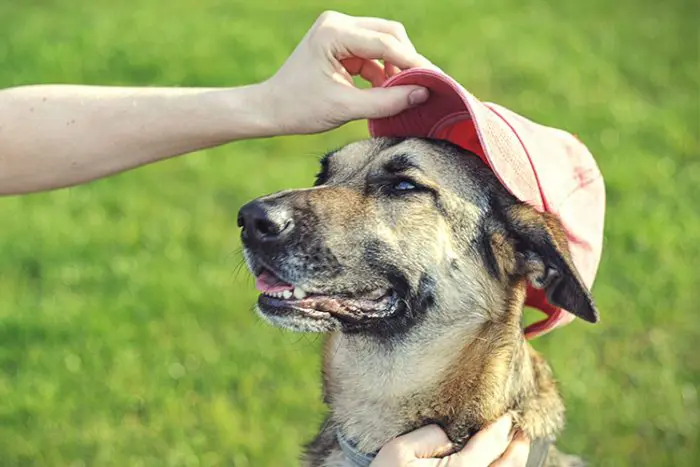 How to bond with a new service dog - ServiceDogCertifications