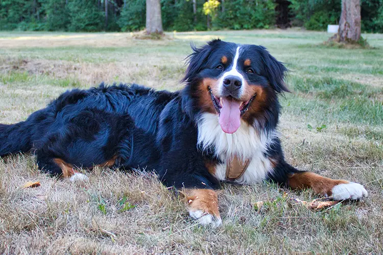 Which Dog Breeds are the Best for Deep Pressure Therapy - Bernese Mountain Dog - ServiceDogCertifications