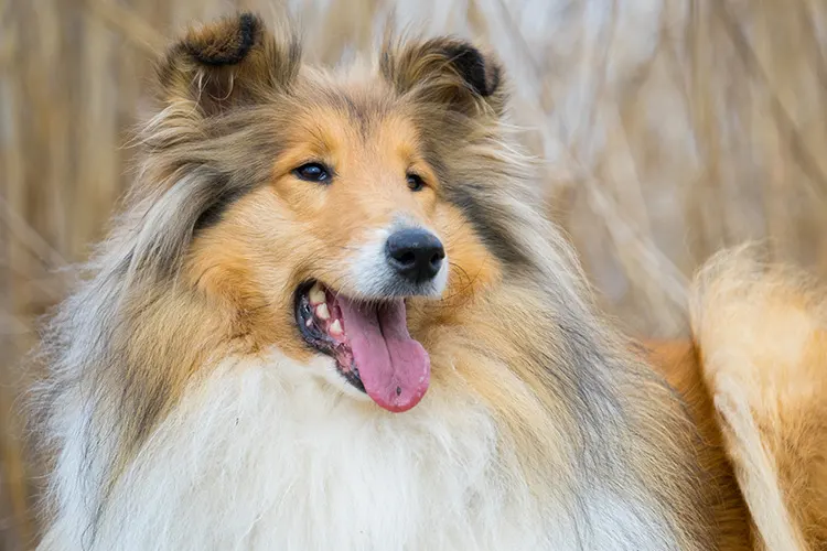 Which Dog Breeds are the Best for Deep Pressure Therapy - Collie - ServiceDogCertifications