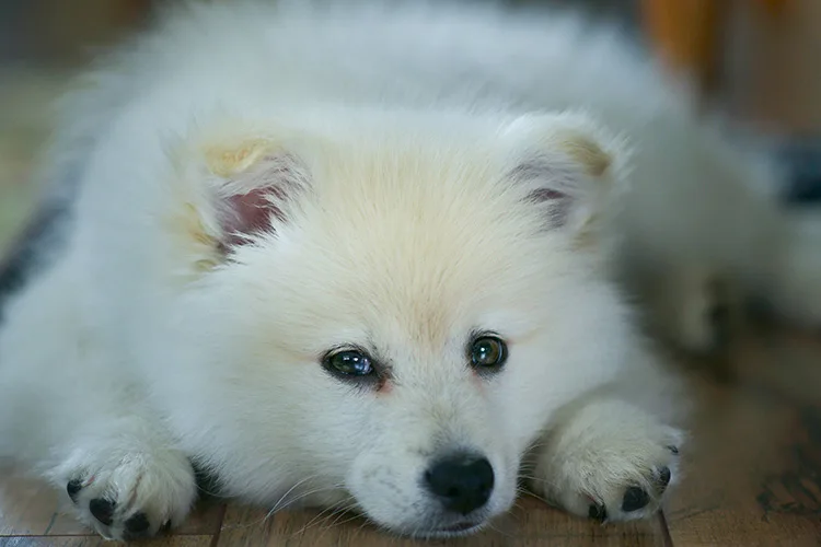 Which Dog Breeds are the Best for Deep Pressure Therapy - Samoyed - ServiceDogCertifications