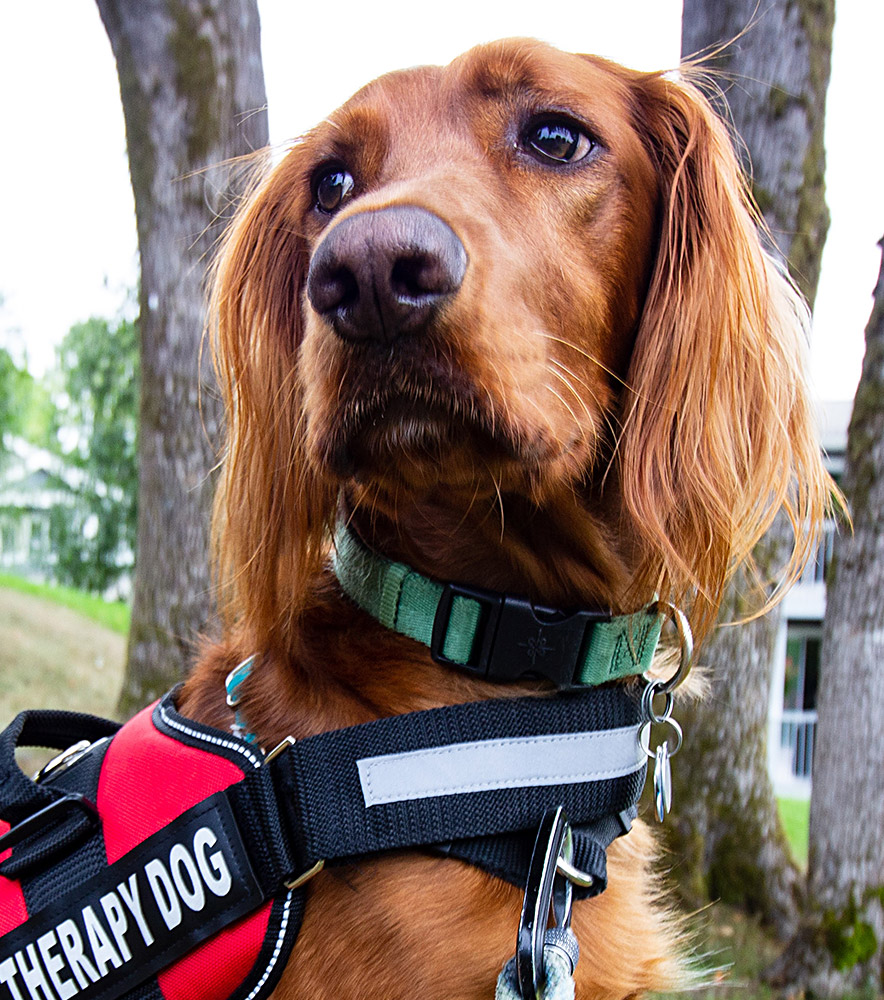 therapy dog corporate visit