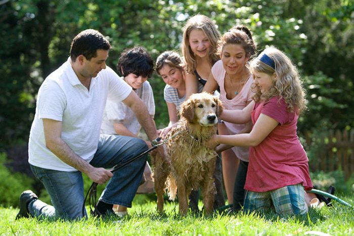 A dog can become a therapy dog if it has a friendly personality and is safe around people of all ages. - ServiceDogCertifications