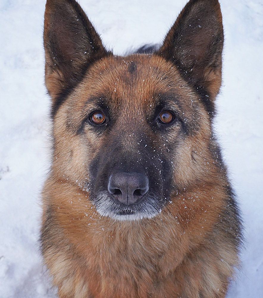 are police dogs service animals