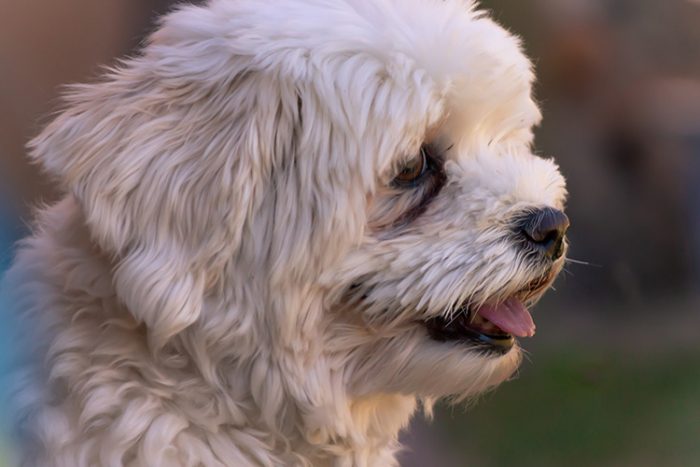 10 Best Psychiatric Service Dog Breeds - Havanese - ServiceDogCertifications