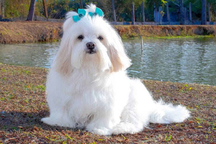 10 Best Psychiatric Service Dog Breeds - Lhasa Apso - ServiceDogCertifications