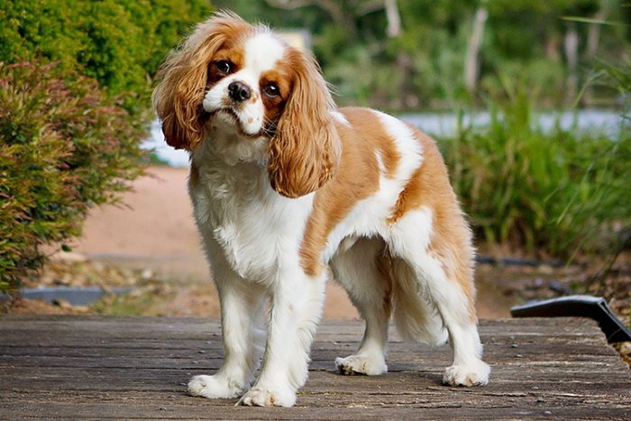 10 Best Psychiatric Service Dog Breeds - Cavalier King Charles Spaniel - ServiceDogCertifications