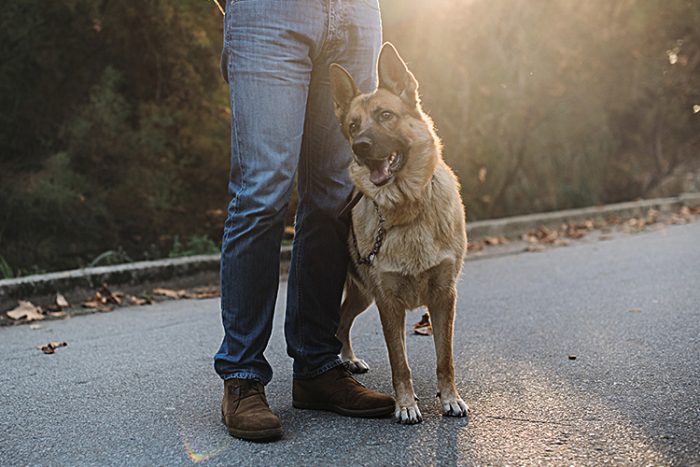 How to Train a Psychiatric Service Dog - ServiceDogCertifications