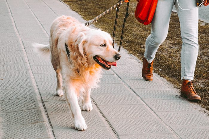 To make an emotional support animal into a service dog, the dog must meet the requirements needed to perform tasks the handler needs assistance with. - ServiceDogCertifications