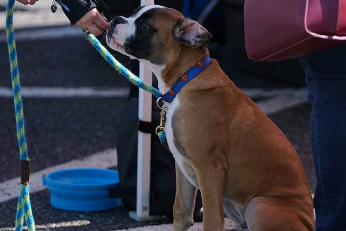 Training your own psychiatric service dog can improve the dog's ability to recognize the handler's needs and make for a stronger bond. - ServiceDogCertifications