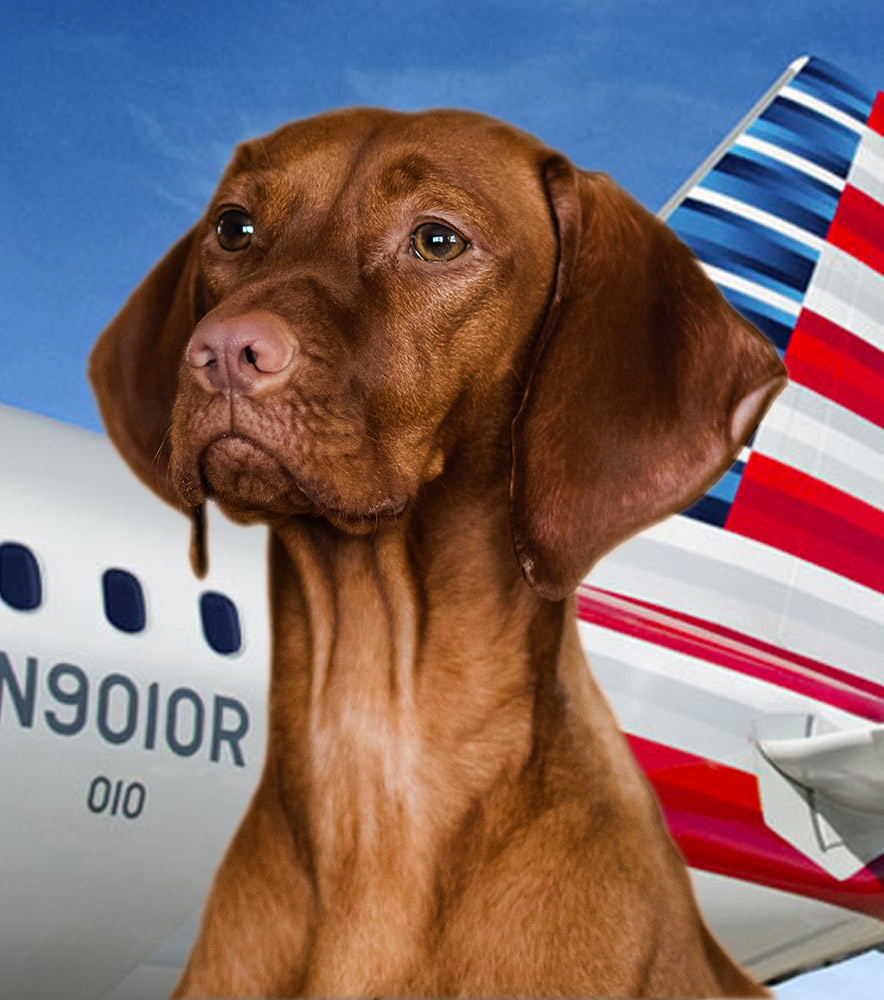 american airlines travel service dog