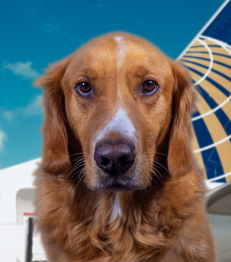 How to Fly with a Service Dog on United Airlines - Service Dog  Certifications
