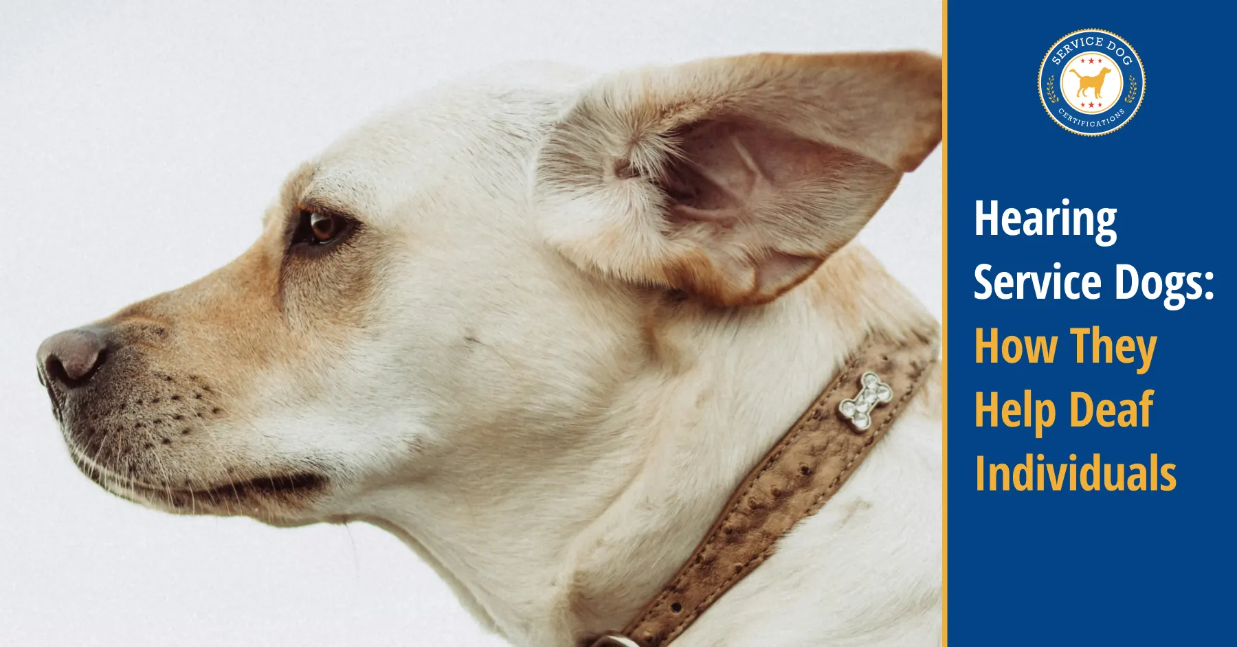 Hearing Dogs for the Deaf