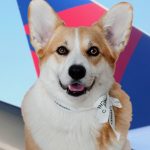 How to Fly With a Service Dog on Delta Airlines