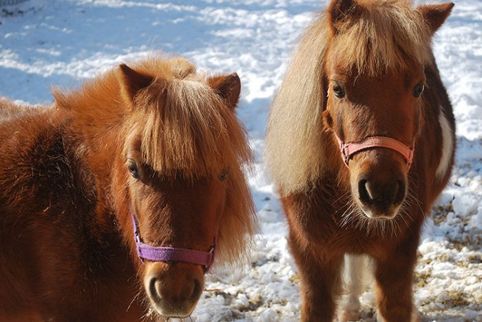While Miniature Horses may be the preferred service animal for some individuals with a disability, the new DOT rules do not recognize them as service animals for airline travel. - ServiceDogCertifications
