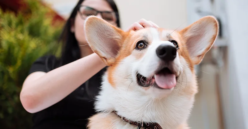 how can i help my dog gain hearing