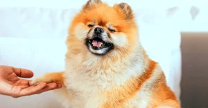 How To Get A Therapy Dog
