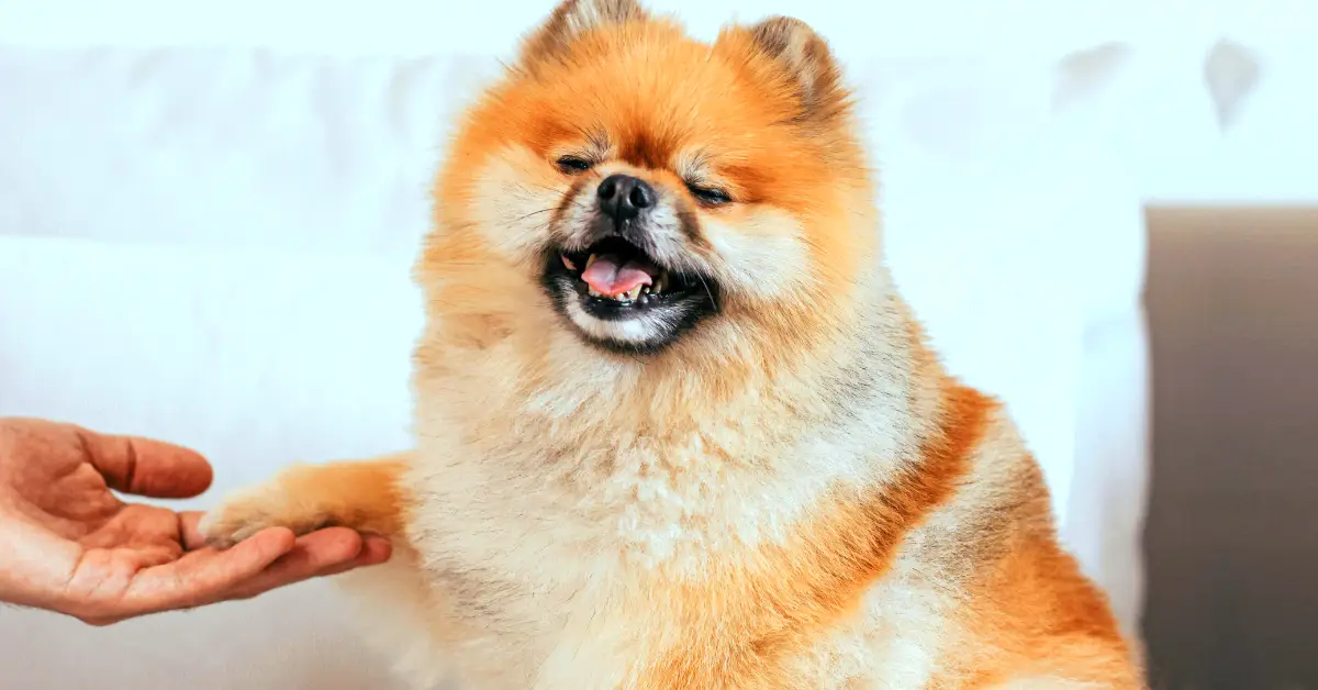 How To Get A Therapy Dog