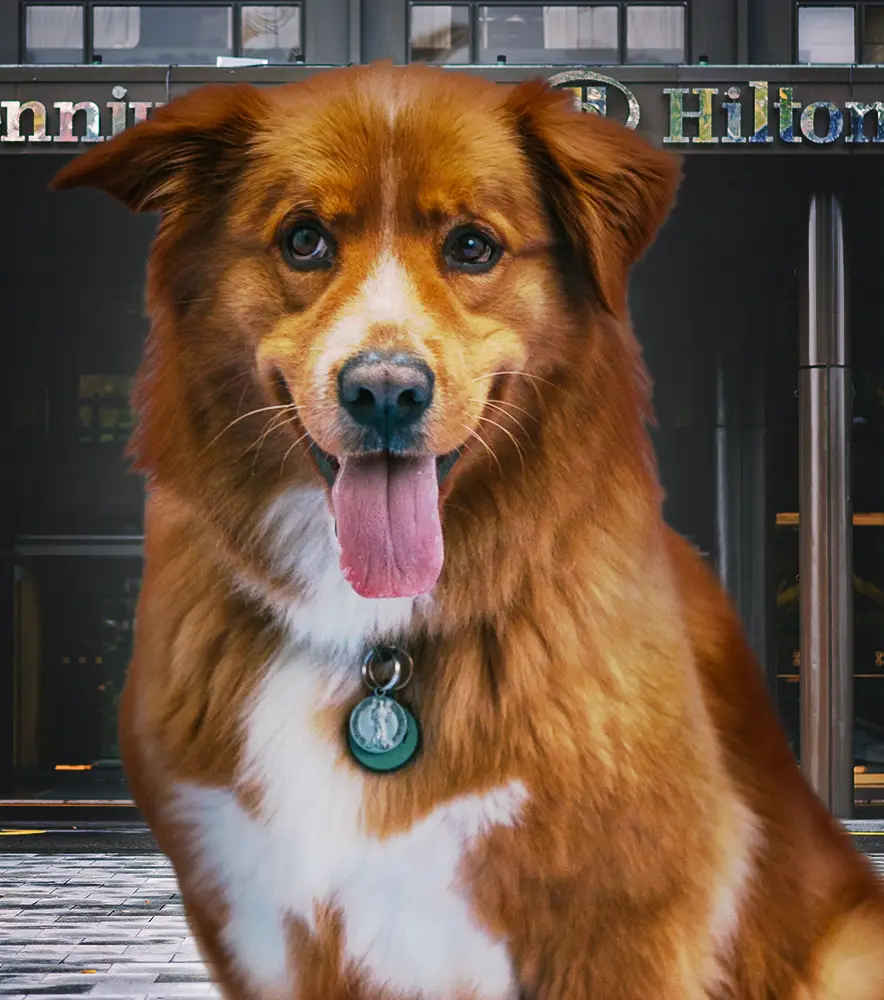 Hilton Service Dog Policy - ServiceDogCertifications